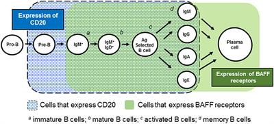 Belimumab and Rituximab in Systemic Lupus Erythematosus: A Tale of Two B Cell-Targeting Agents